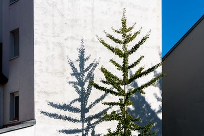 Straight Lines of Buildings, Bottle Brush Lines of an Evergreen