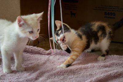 Fabulous Felines