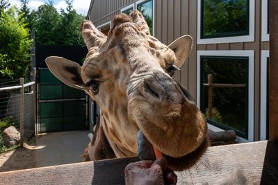 Up Close and Personal With A Giraffe