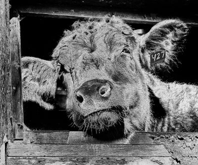 Animals