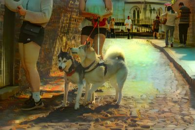 The Dogs of Great Britain