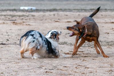 Dogs At Play