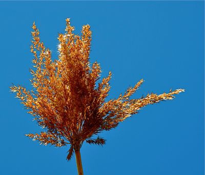 Beach Reeds