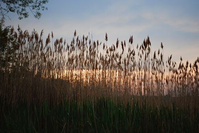 Beach Reeds