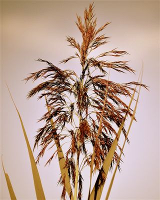 Beach Reeds