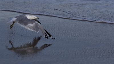 Seagulls