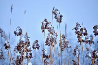 Beach Reeds