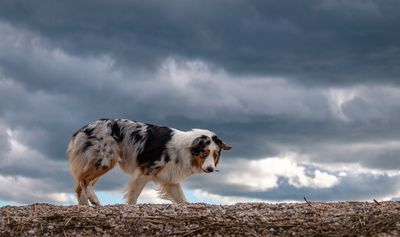 Dogs At Play