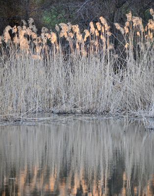 Beach Reeds