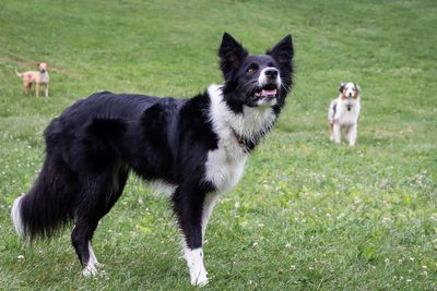 Just Dogs