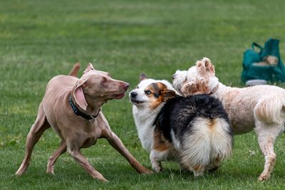 Dogs At Play
