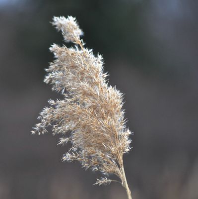 Beach Reeds