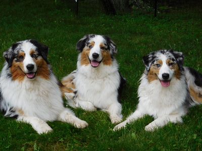 Just Dogs