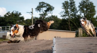 Dogs At Play