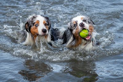 Dogs At Play