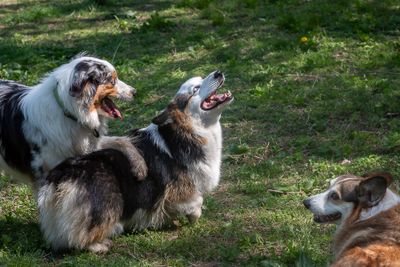 Dogs At Play