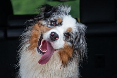 Just Dogs