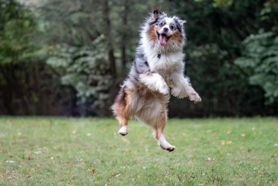 Dogs At Play
