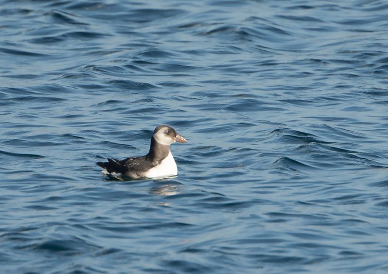 Puffin