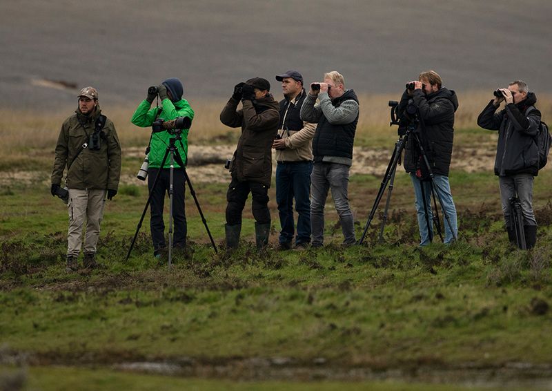 Possible Eastern Yellow Wagtail but later determined as Western