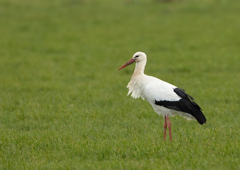 White Stork