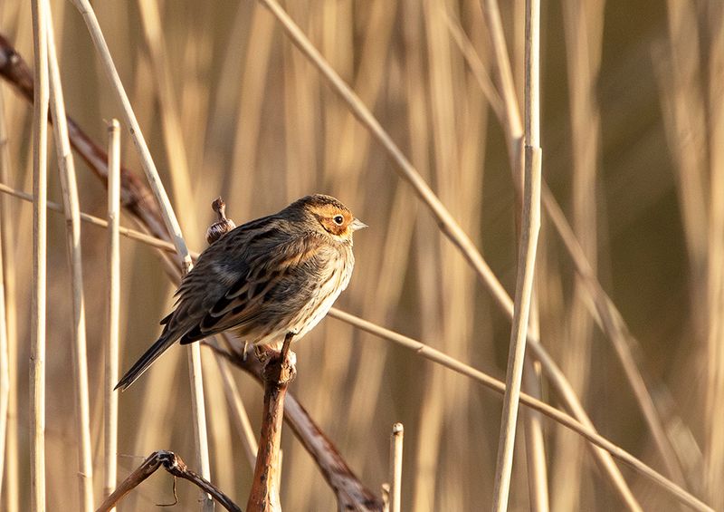 Little Bunting
