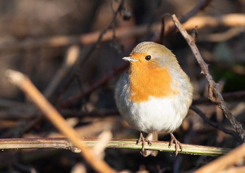 Robin
