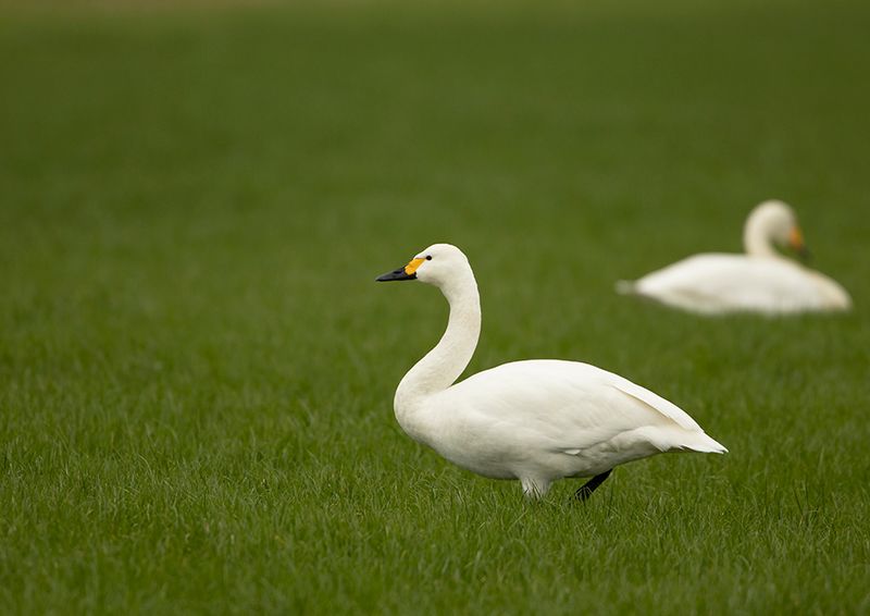 Tundra Swan