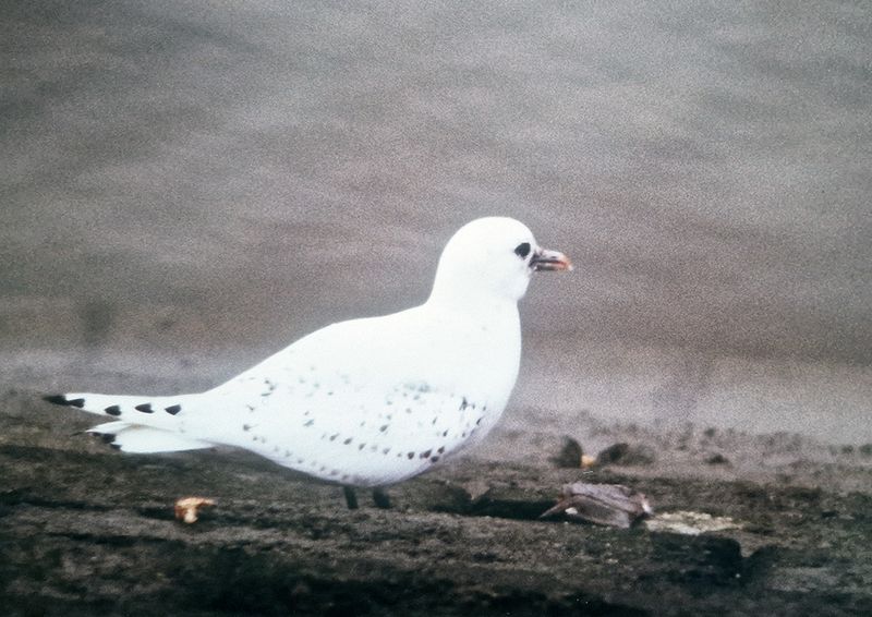 Ivory Gull