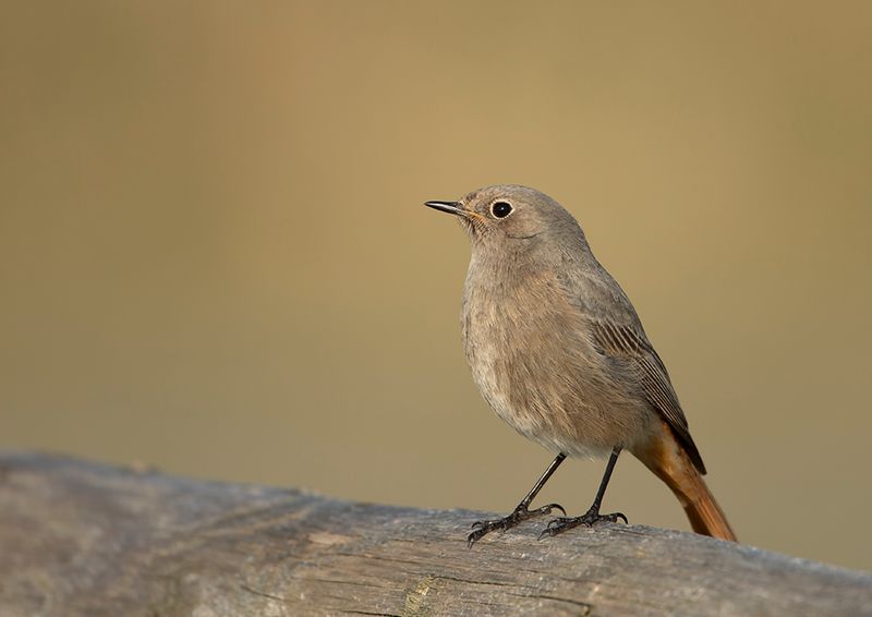 Black Redstart