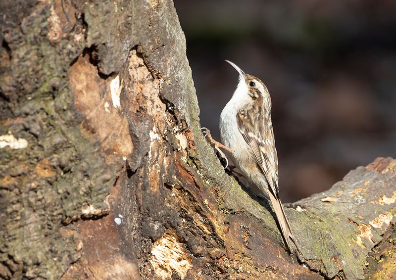 Short-toed Treecreeper
