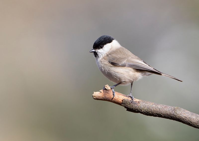 Willow Tit