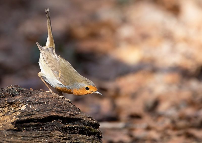 Robin