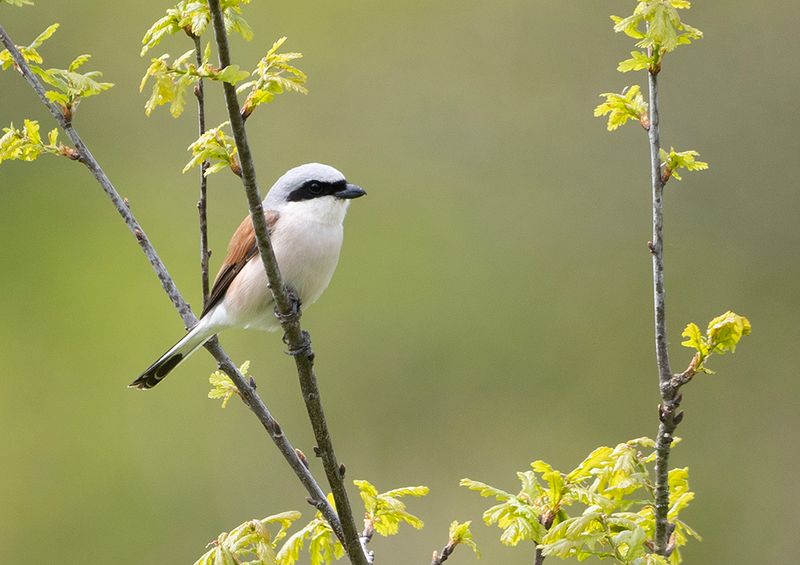 Red-backed Shrike