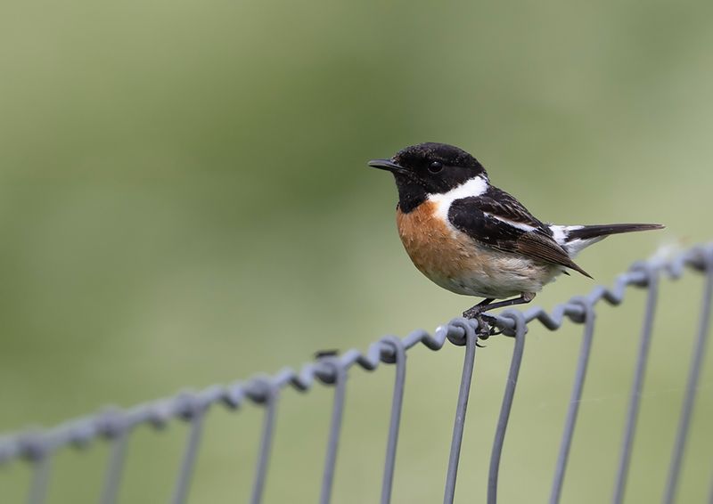 Common Stonechat