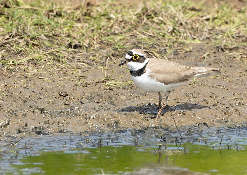 Little Ringed Plover