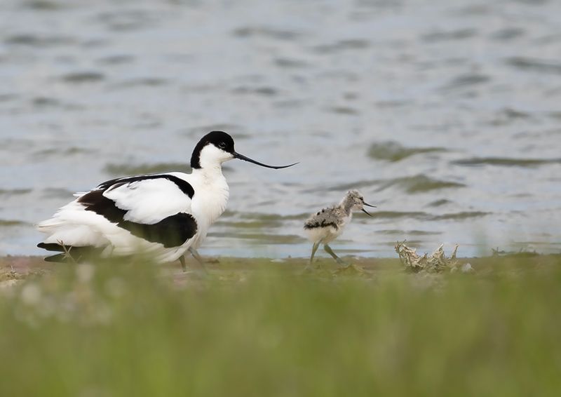 Avocet