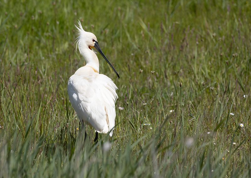 Eurasian Spoonbill
