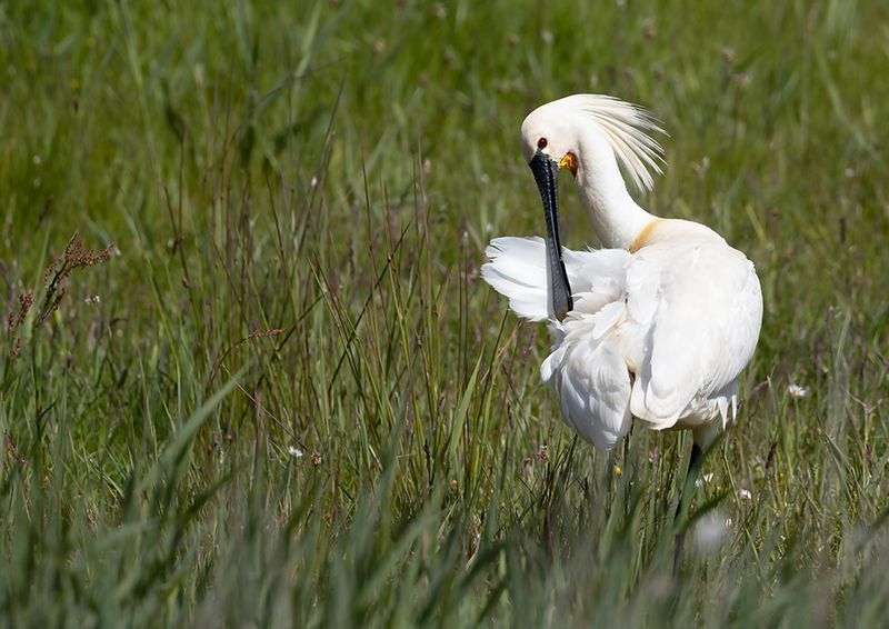 Eurasian Spoonbill