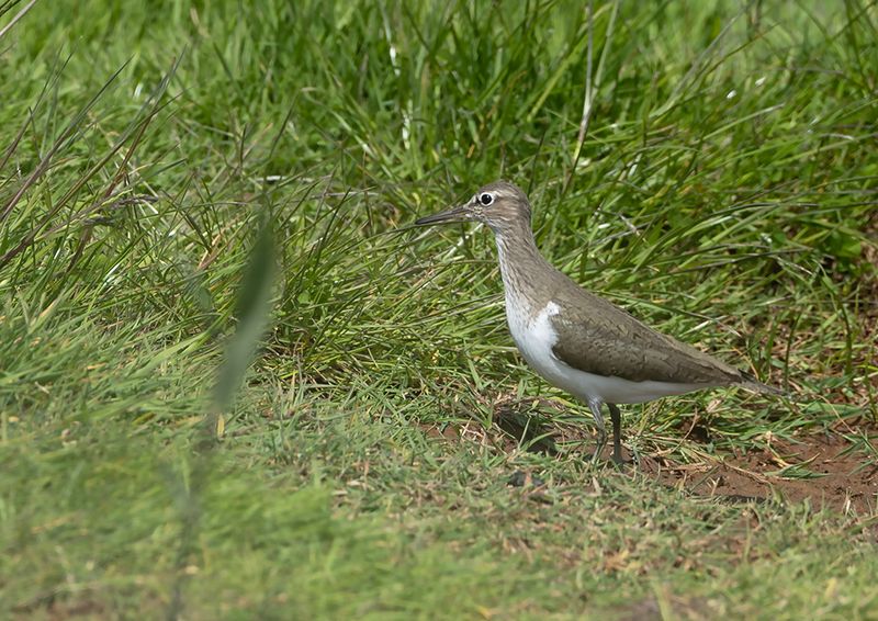 Common Sandpiper
