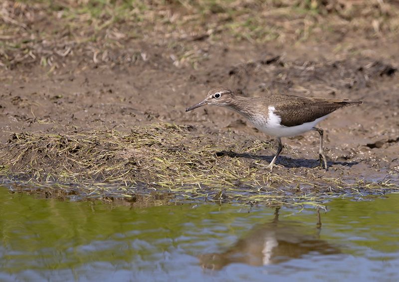 Common Sandpiper