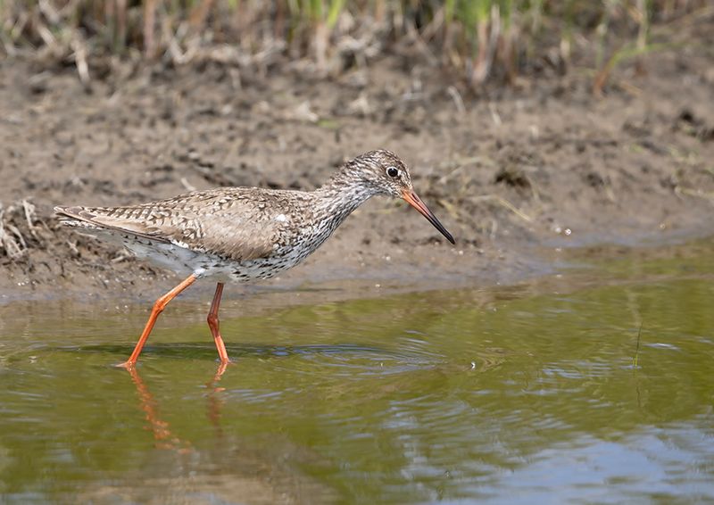 Common Redshank