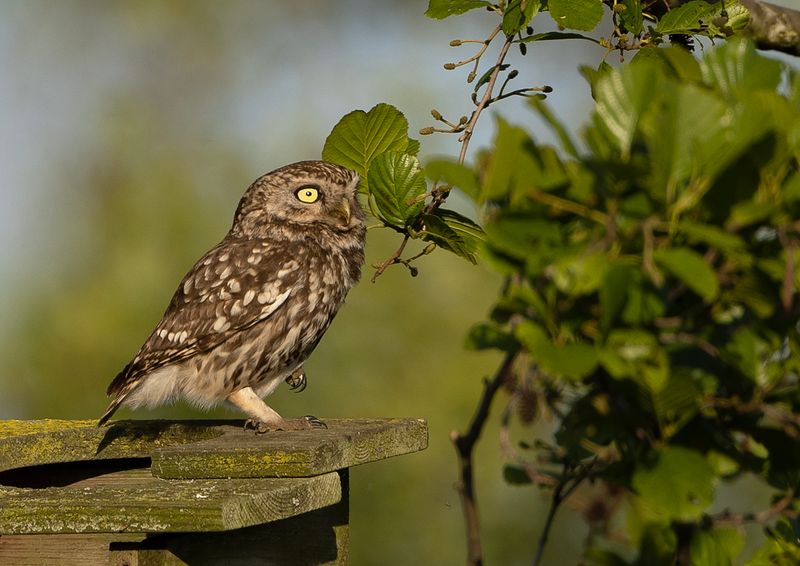 Little Owl