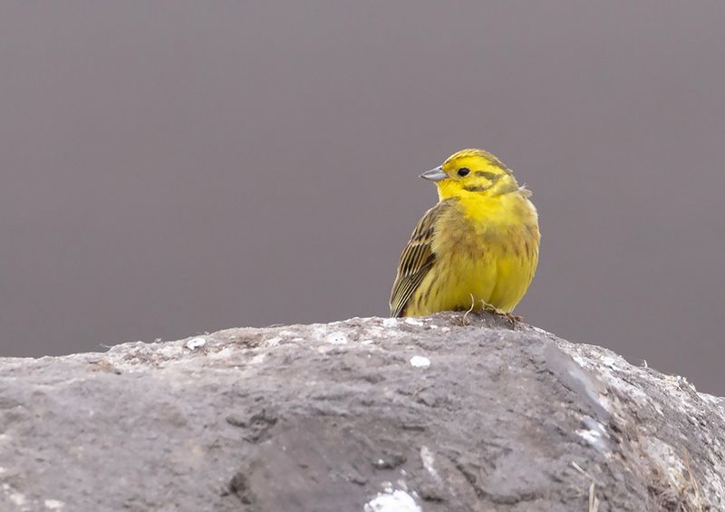 Yellowhammer