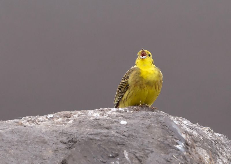 Yellowhammer