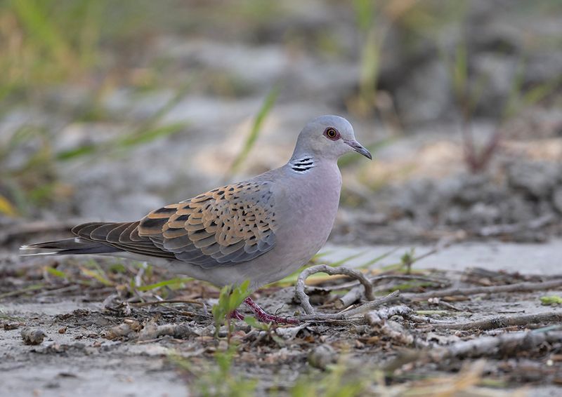Turtle Dove
