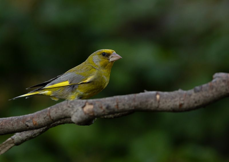 Greenfinch