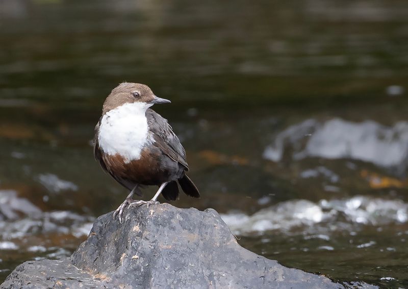 Dipper