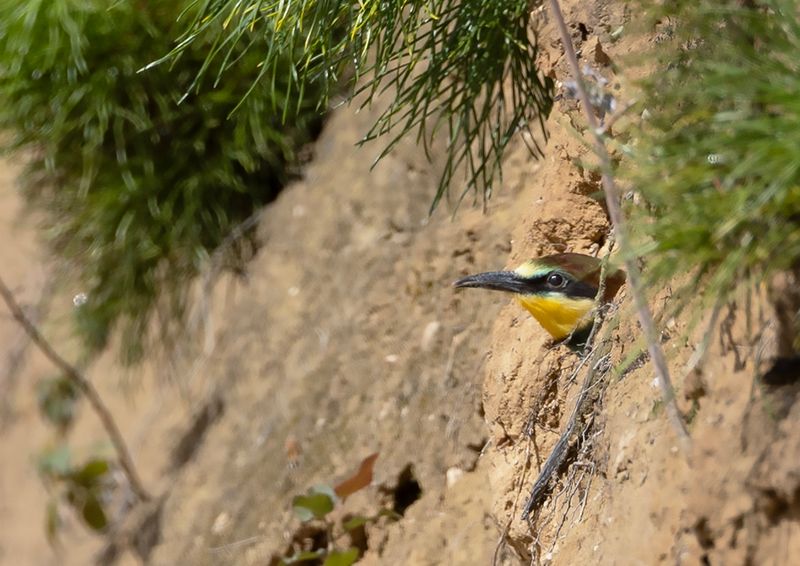 European Bee-eater