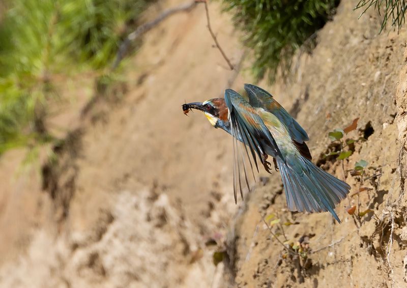 European Bee-eater